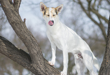 White cross-breed dog standing on apricot tree at winter season and licking