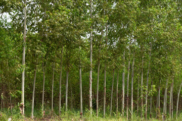 Competition of eucalyptus forest trees To sunlight necessary to sustain life in the forest.