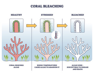 Coral bleaching process with healthy, stressed and bleached stages outline diagram. Labeled educational scheme with ecosystem problem and ocean warming dangers for fauna color vector illustration.