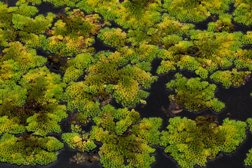 Naklejka premium Salvinia cucullata (Roxb. ex Bory) or water fern growing to thick mat, floating on water, top view. Salvinia cucullata floating on water