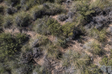 various types of shrubs from the Mediterranean climate