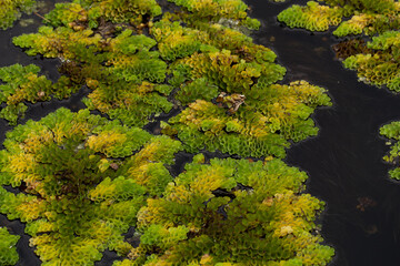 Salvinia cucullata (Roxb. ex Bory) or water fern growing to thick mat, floating on water, top view. Salvinia cucullata floating on water