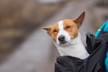 Portrait of happy and satisfied Basenji dog while sitting inside of comfortable master backpack before long  walk on a dirty street at fall season