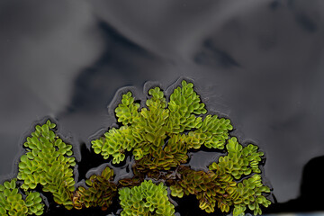 Salvinia cucullata (Roxb. ex Bory) or water fern growing to thick mat, floating on water, top view....