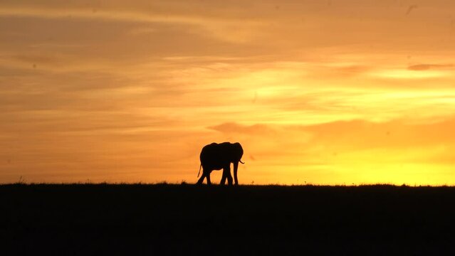 A silhouette of an elephant in the evening sunset colors.