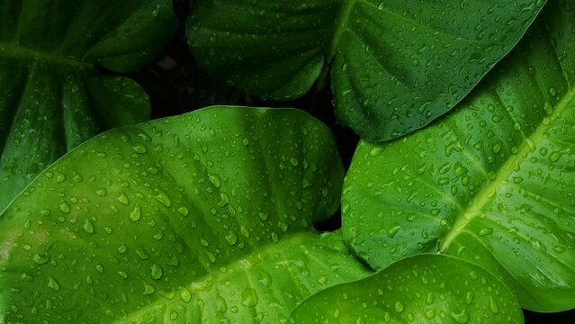 tropical green leaf with water drops