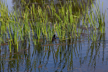 the territory of a swampy area in the summer