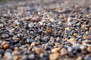 Crushed stone on the seashore. Selective focus on object. The stones were laid on the ground in the...