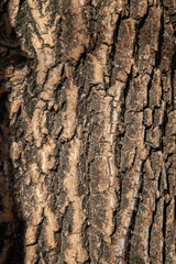 structure and features of protective tree bark