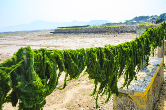Seaweed farming