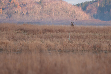 晩秋の霧多布湿原大自然雄エゾシカと鴨のつがい