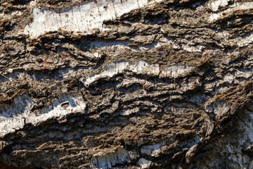 structure and features of protective tree bark