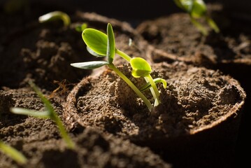 Seedling IV