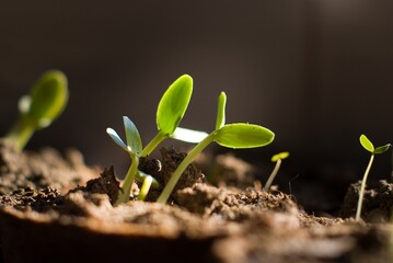 Seedling II