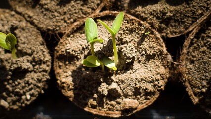 Seedling I
