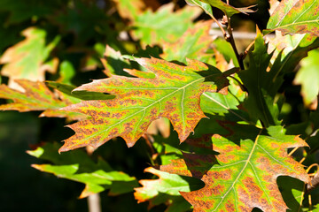 oak foliage turning yellow in autumn during leaf fall