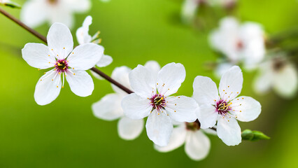 Apple blossom branch on a green background. Selective focus.