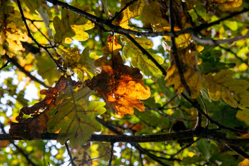 oak foliage turning yellow in autumn during leaf fall