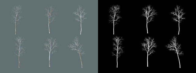 various winter trees
