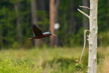 Glossy Ibis Plegadis falcinellus bird in flight Blackwater National Wildlife Refuge