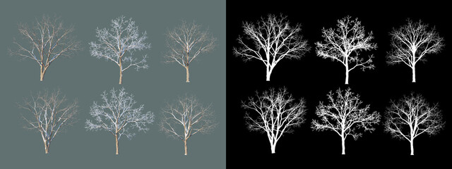 various winter trees
