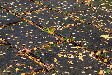 foliage of trees in the park in the autumn season