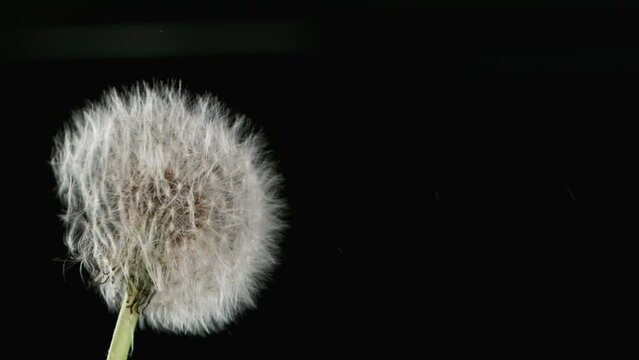 Macro Shot of Dandelion being blown in super slow motion on black background. Filmed on high speed cinematic camera at 1000 fps.