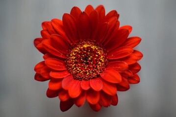 Gerbera I