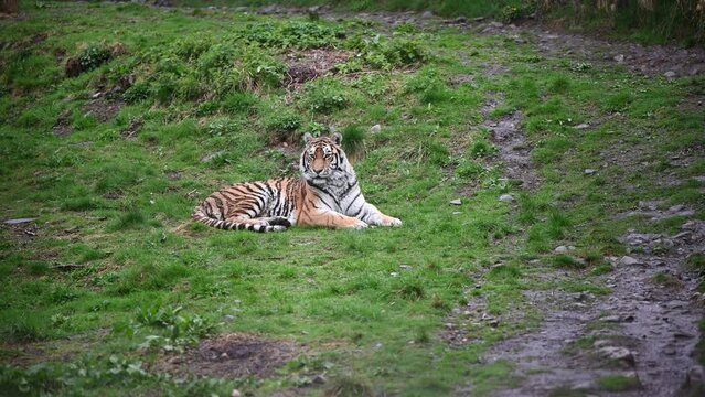 Amur tiger (Panthera tigris altaica) being alert while laying down inside the zoo enclosure. Static shot.