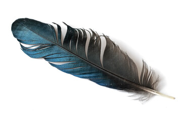 black and blue magpie feather on a white isolated background