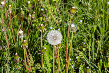 dandelions growing in a field with green grass blooming in spring