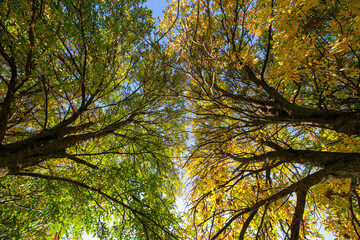 foliage of trees in the park in the autumn season