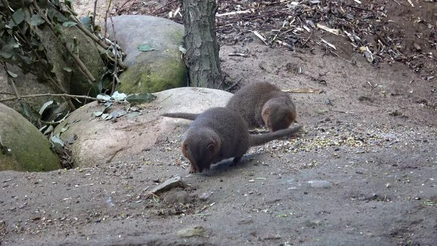 Common dwarf mongoose (Helogale parvula) small African carnivore