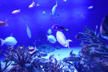 魚