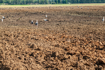 part of the territory of an agricultural field with fertile soil