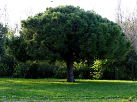 Mediterranean pine, Stone pine (Pinus pinea)