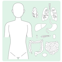 人体図と正面から見える臓器