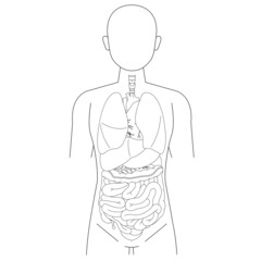 人体図と臓器