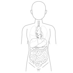 人体図と臓器