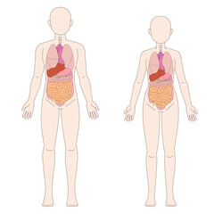 男性と女性の人体図と臓器