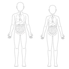 男性と女性の人体図と臓器