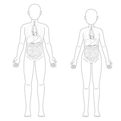 男性と女性の人体図と臓器