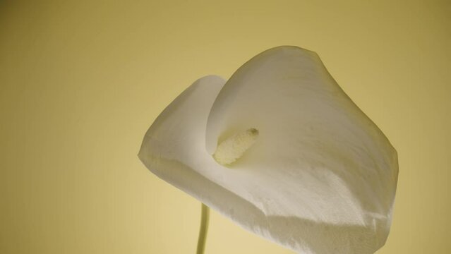 Single white calla flower on a stem on a yellow studio background. Bud of tender zantedeschia with curled petal and yellow stamen close up. Floral background for holiday, congratulations, birthday.