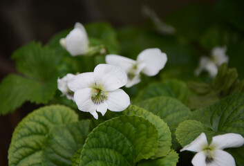 flowers in the garden