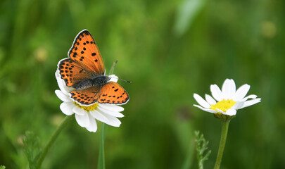 butterfly on flower