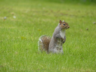 Squirrel standing up in grass
