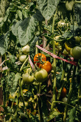 Ripening tomatoes in the garden. Green and red tomatoes on a branch with sunlight. 
Ripe and unripe tomatoes grow in the garden