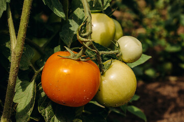 Ripening tomatoes in the garden. Green and red tomatoes on a branch with sunlight. 
Ripe and unripe tomatoes grow in the garden