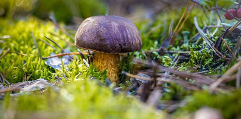 White mushroom. Boletus grow. Edible mushrooms background. Forest in autumn. Nature fall. Collect mushrooms. Mushroom.