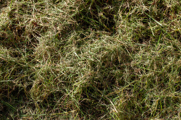 part of the field where green grass grows, hay harvesting for livestock